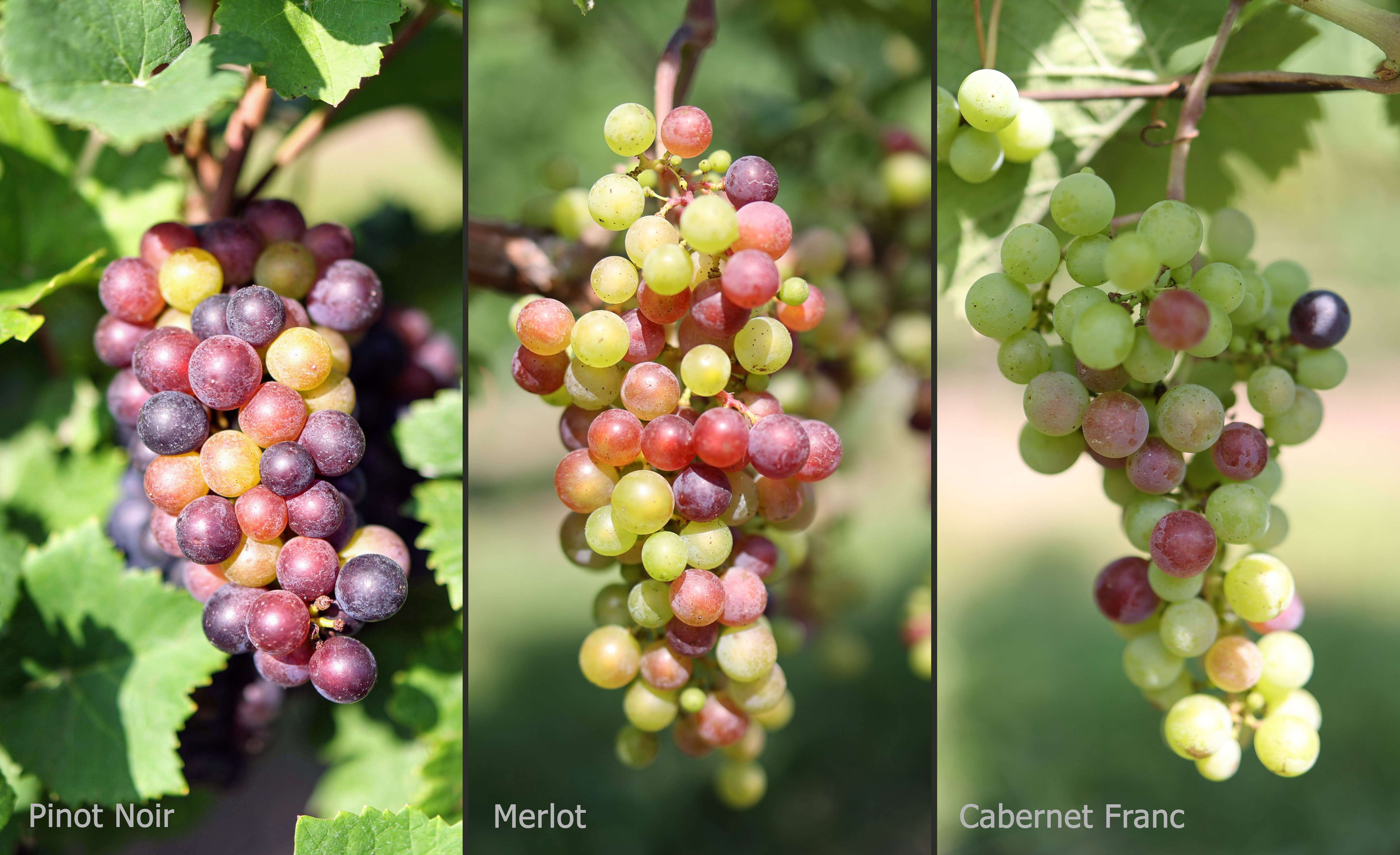 Different grape varieties.